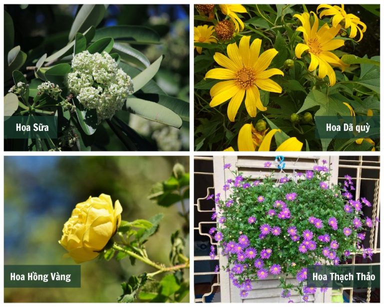 50+ FLOWERS IN VIETNAMESE Vietnamese Vocabulary