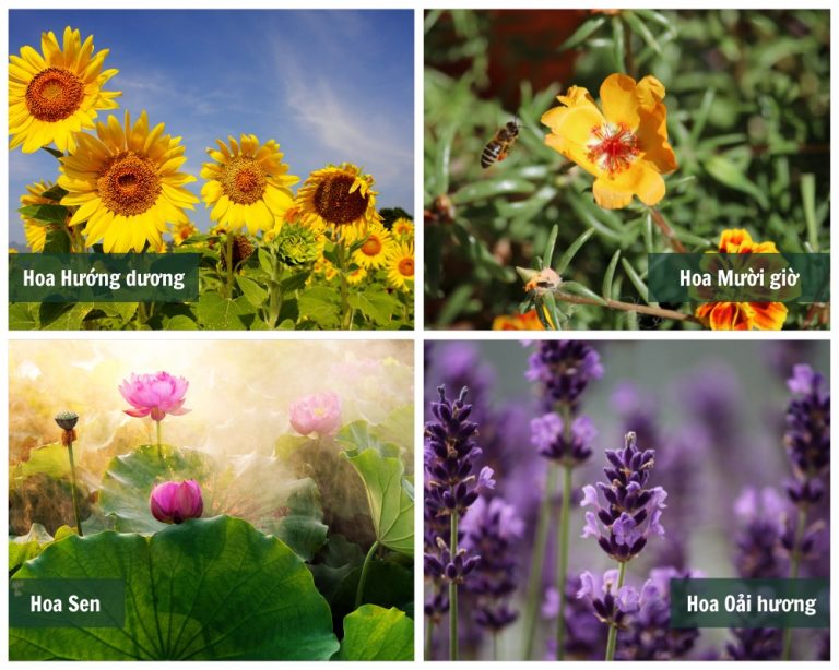 50+ FLOWERS IN VIETNAMESE Vietnamese Vocabulary